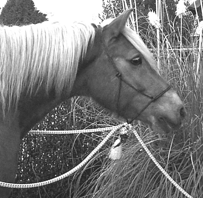 2hackamore.jpg