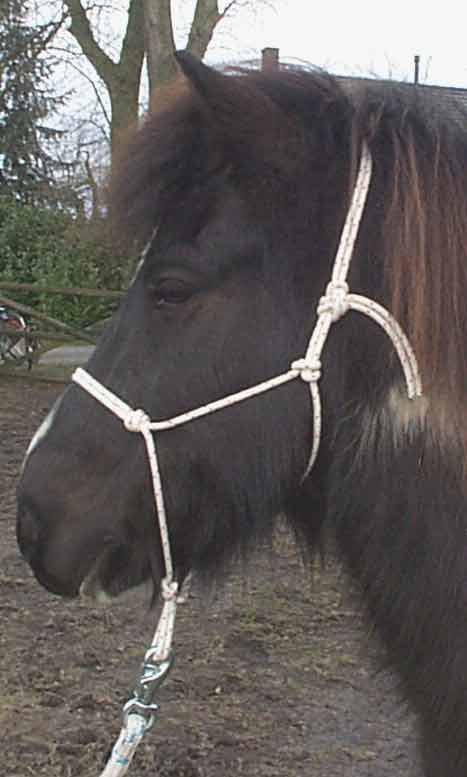 wit-halter.jpg